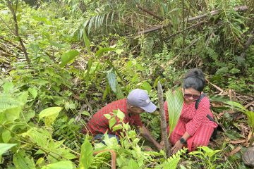 Masyarakat negeri Rutong Ambon aksi tanam pohon sagu dan kelapa