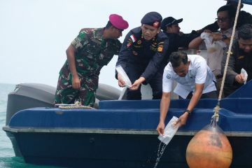 Bea Cukai lepasliarkan 275 ribu benih lobster di Perairan Batam