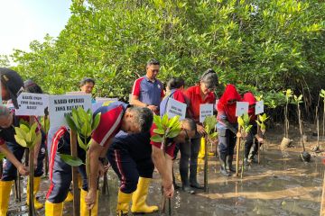 Bakamla tanam 39 ribu bibit mangrave cegah abrasi wilayah Barelang