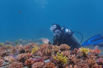 PLN IP lakukan aksi pemulihan terumbu karang di Taman Laut Pandanan