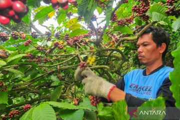 Panen kopi Muria di Kudus