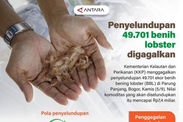 Penyelundupan 49.701 benih lobster digagalkan