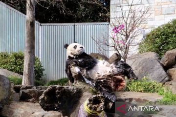 Kebun Binatang Adelaide rayakan ulang tahun sepasang panda raksasa