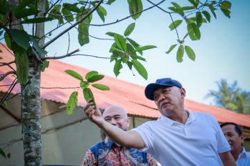 Menkop UKM dorong pengembangan produk kratom