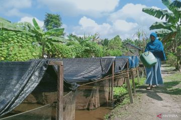 Pembudi daya ikan putus ketergantungan pada pakan pabrik