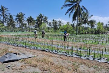 Dinas Pertanian Kulon Progo kendalikan serangan hama cabai di Galur