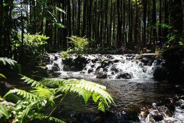 Air terjun mini jadi daya tarik wisata hutan pinus Poncosumo Lumajang