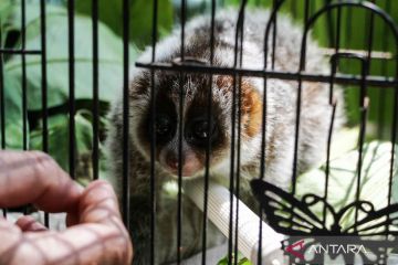 foto foto hewan di taman safari