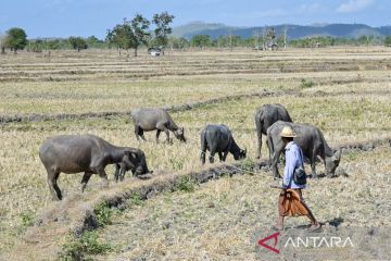 Potensi kekeringan diprediksi meluas, masyarakat diimbau agar gunakan air secara bijak