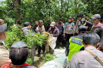 Polres Lumajang temukan ratusan tanaman ganja di lereng Semeru