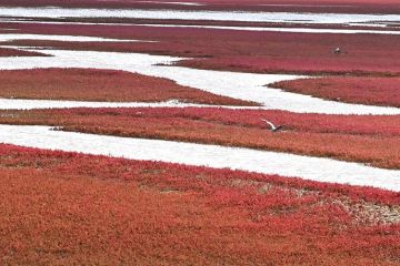 Keindahan Pantai Merah di Liaoning China