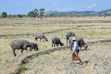 BPBD NTB sarankan petani untuk efisiensi air