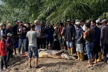 Seorang pria tewas diterkam buaya saat memancing di Rokan Hilir