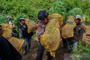 Tim gabungan bongkar ladang ganja di Lumajang