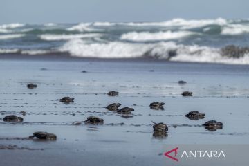 Melihat pelepasliaran anak penyu lekang di Pantai Sodong Cilacap