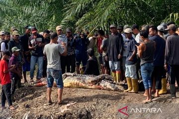 Seorang pria tewas diterkam buaya saat memancing di Rokan Hilir