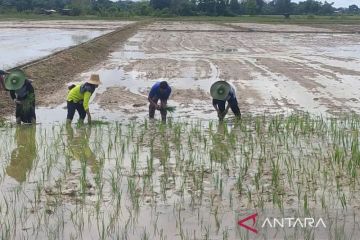 Meningkatkan lahan pangan per kapita untuk kedaulatan pangan