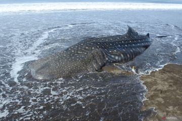 Hiu tutul sepanjang tujuh meter ditemukan terdampar di pantai jember