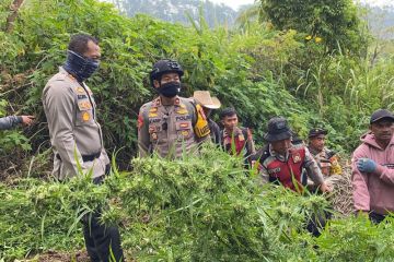 Polisi: Tanaman ganja di Gunung Semeru bertambah jadi 25 ribu batang