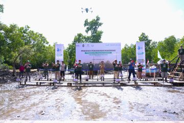 Pelindo rehabilitasi 25 hektare kawasan mangrove di Sultra