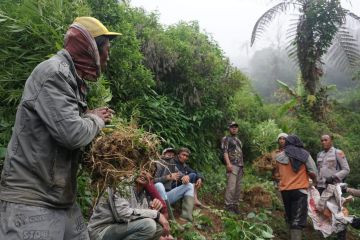 Polda Jatim temukan empat titik lahan ganja di lereng Gunung Semeru