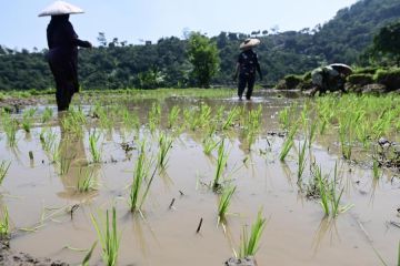 Indonesia bidik teknologi China untuk capai swasembada pangan