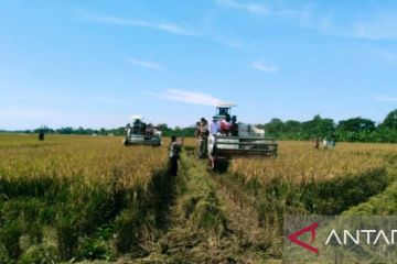 Produksi padi di Karawang baru mencapai 715.923 ton