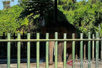 Manajemen Bali Safari buka suara insiden gajah seruduk penjaga