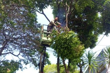 Sudintamhut Jaksel tangani pohon tumbang di 3 lokasi saat hujan deras