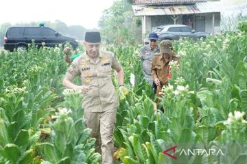 Pemprov Jatim targetkan Bangkalan jadi sentra baru tembakau Madura