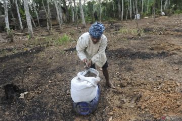 Peneliti ungkap peluang untuk ciptakan ulang pengetahuan tradisional