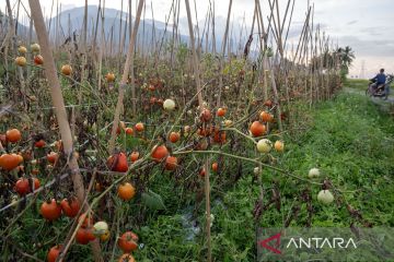 BRIN kembangkan biopestisida ramah lingkungan dukung hortikultura