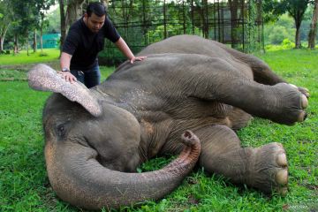 Mencegah obesitas, satwa Medan Zoo mendapat pemeriksaan kesehatan rutin