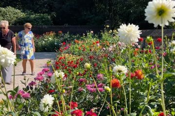 Pesona keindahan pesta tahunan bunga dahlia di Kastil Keukenhof