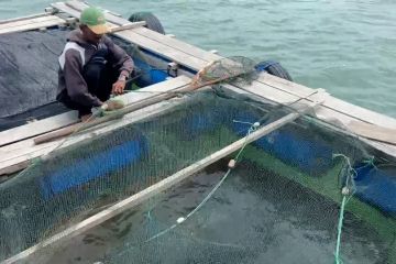 Dinas Perikanan Batam catat hasil budi daya ikan Juni capai 5 ribu ton