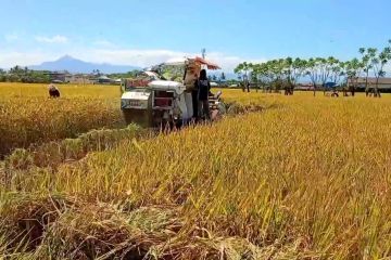 Jadi lumbung pangan nasional, Sulawesi Selatan persiapkan musim tanam