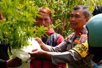 Polisi dan tim gabungan terus sisir ladang ganja di Lumajang