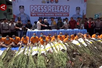 Polres Lumajang amankan ladang ganja di area TN Bromo Tengger Semeru