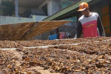 Berkualitas tinggi, harga tembakau di Temanggung Rp150.000 per kg