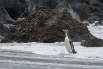 Penguin mata emas kembali raih predikat Burung Terbaik Selandia Baru