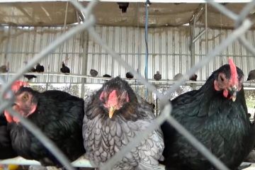 UGM kembangkan ayam lokal galur baru untuk substitusi ayam broiler