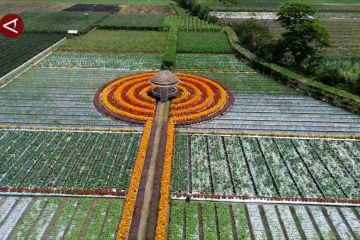 Usir hama dengan bunga refugia di Kedung Rejo Lumajang