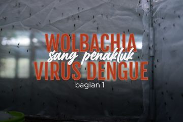 Wolbachia sang penakluk virus dengue (bagian 1)