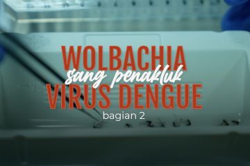 Wolbachia sang penakluk virus dengue (bagian 2)