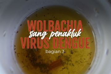 Wolbachia sang penakluk virus dengue (bagian 3)