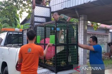 BKSDA evakuasi beruang di Sampit ke Pangkalan Bun