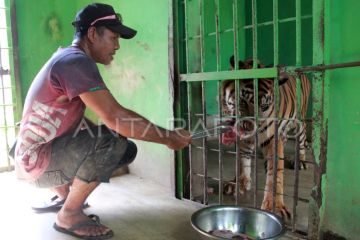 Medan Zoo rawat intensif harimau yang alami gangguan fungsi hati