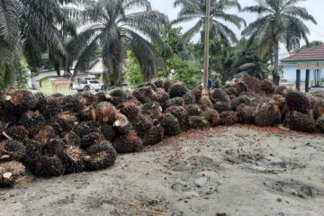 Potensi lahan sawit untuk tanaman pangan 1 Juta ha/tahun