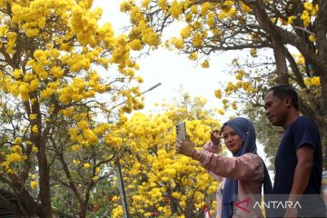 Musim bunga tabebuya jadi momen festival tahunan di Jatim