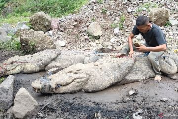 BKSDA titipkan 80 ekor buaya di penangkaran Cianjur